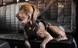 Tout savoir sur les ceintures de sécurité pour chien